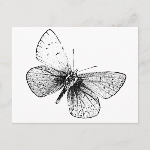 Pop Art Butterfly Postcard