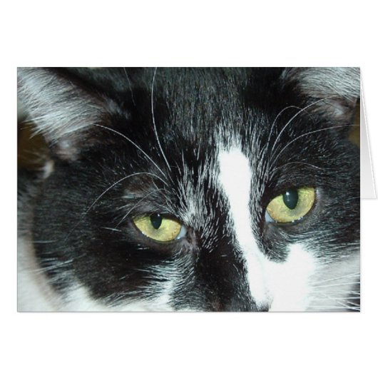 Pop Art Cat (Front Horizontal)