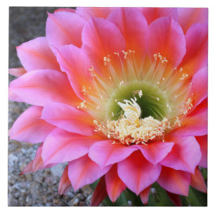 Pop of pink cactus ceramic tile