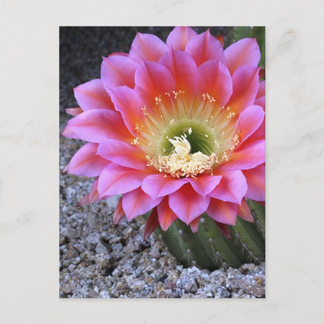 Pop of pink cactus postcard (Front)