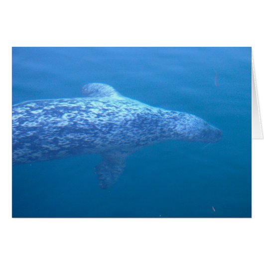 Popeye the Seal (Front Horizontal)