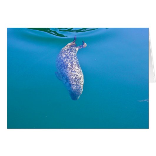 Popeye the Seal, Friday Harbor, WA (Front Horizontal)