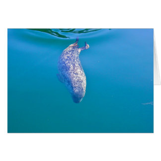 Popeye the Seal, Friday Harbor, WA Cards