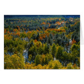 Poplar and Spruce Trees (Front Horizontal)