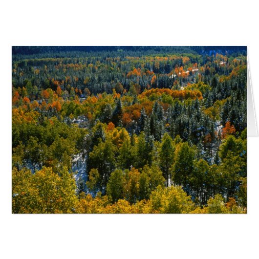 Poplar and Spruce Trees Cards (Front Horizontal)