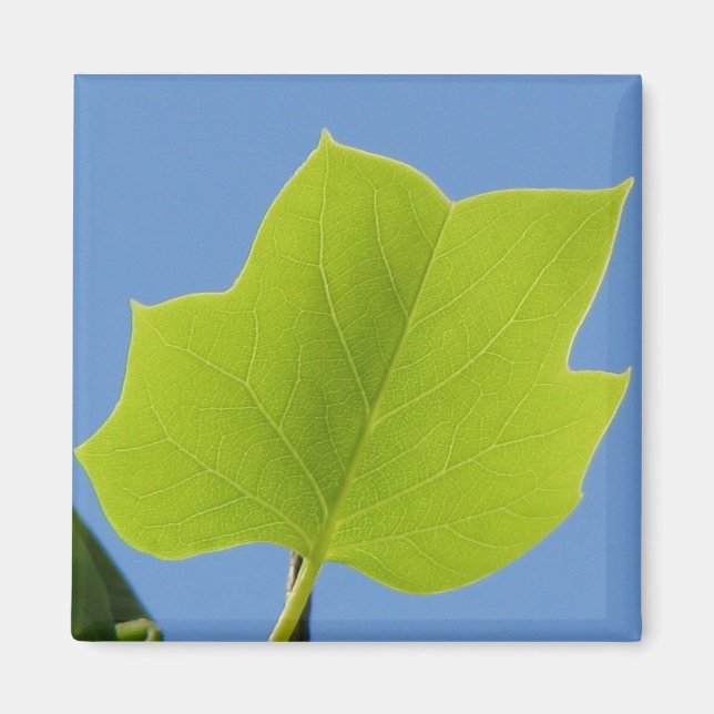Poplar Tree Leaf Magnet (Front)