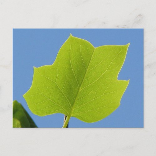 Poplar Tree Leaf Postcard