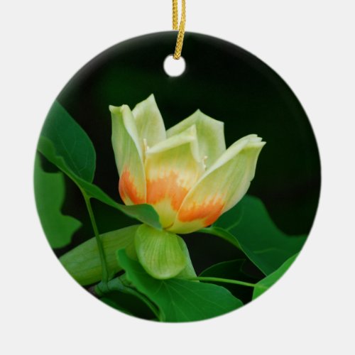 Poplar Tree Tulip ornament