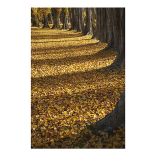 Poplar Trees in Autumn, Lake Wanaka, Otago, Photo Print