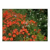 Poppies (Front Horizontal)