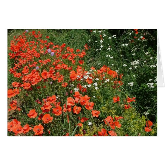 Poppies (Front Horizontal)