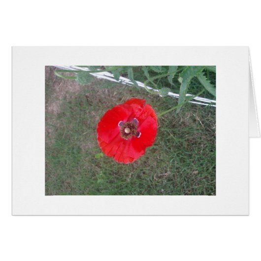 Poppies! 007 cards (Front Horizontal)