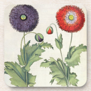 Poppies: 1.Papaver flore multiplici incarnato; 2.P Drink Coaster
