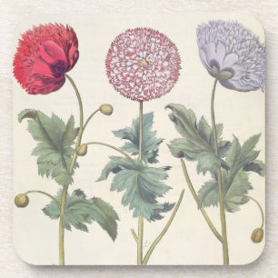 Poppies: 1.Papaver multiplex albumoris rubicundis; Beverage Coaster
