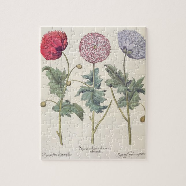Poppies: 1.Papaver multiplex albumoris rubicundis; Jigsaw Puzzle (Vertical)