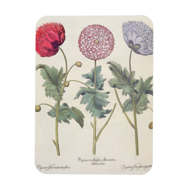 Poppies: 1.Papaver multiplex albumoris rubicundis; Magnet (Vertical)