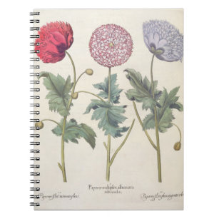 Poppies: 1.Papaver multiplex albumoris rubicundis; Notebook
