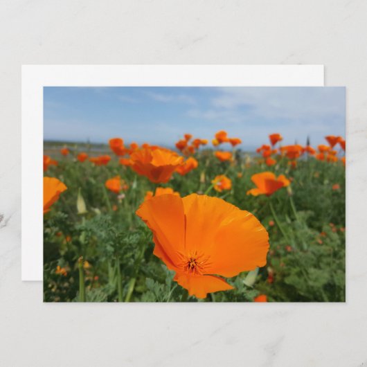 Poppies again (Front/Back)