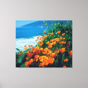 Poppies along the Pacific Coast near Big Sur Canvas Print