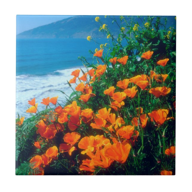 Poppies along the Pacific Coast near Big Sur Ceramic Tile (Front)