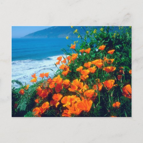 Poppies along the Pacific Coast near Big Sur Postcard