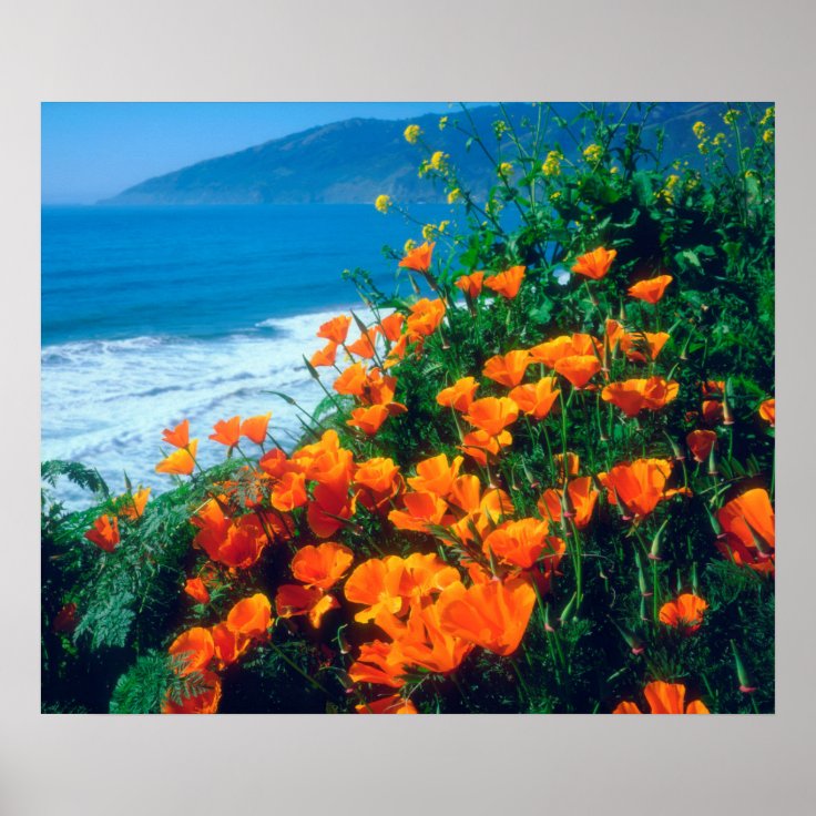 Poppies along the Pacific Coast near Big Sur Poster | Zazzle