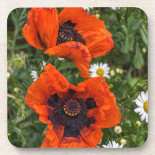 Poppies and daisies hard plastic coasters