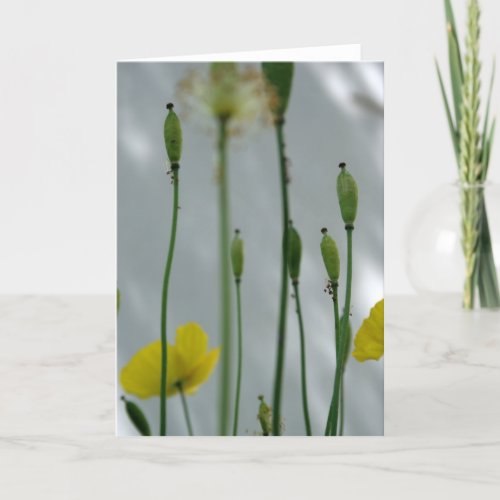 Poppies and shade 2 Floral Photography Greeting C Card