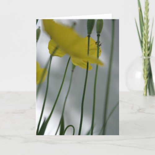 Poppies and shade 8 Floral Photography Greeting C Card