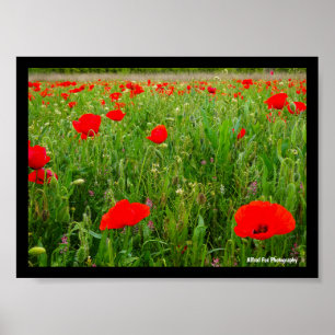 Poppies and Wildflowers Poster