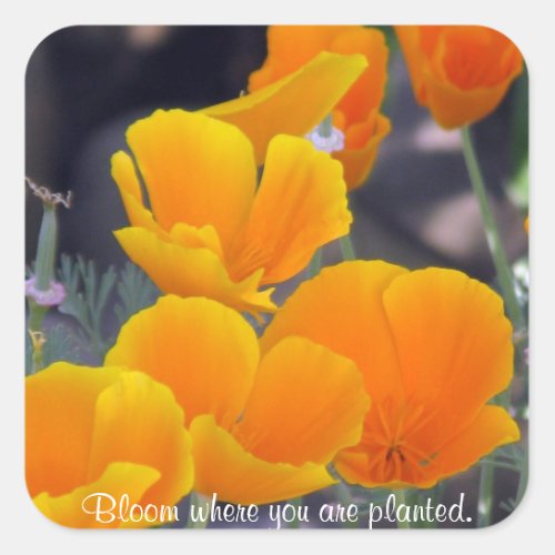 Poppies _ Bloom Where Planted Stickers