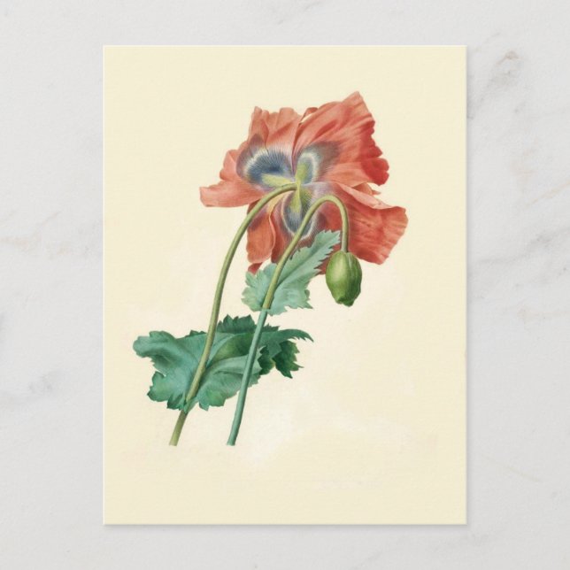 Poppies by Pierre-Joseph Redouté Postcard (Front)