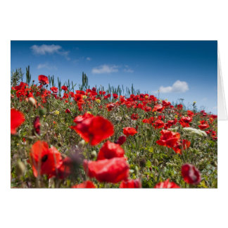 Poppies Cards