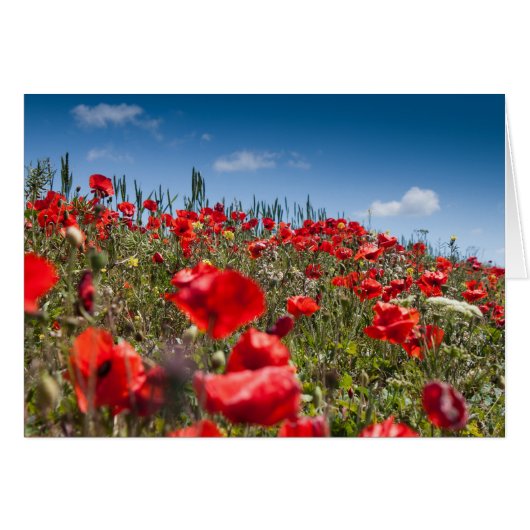 Poppies Cards (Front Horizontal)