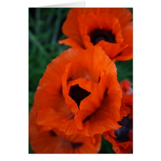 Poppies Cards (Front)