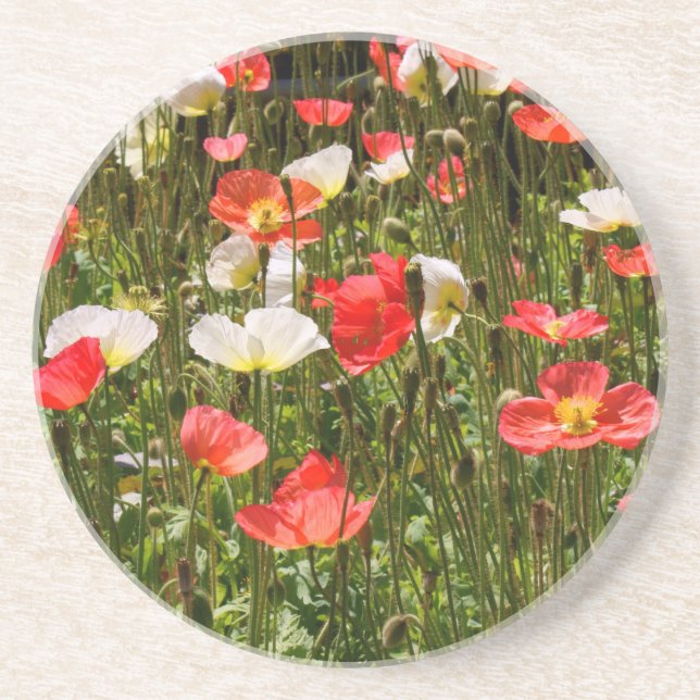 Poppies Coaster (Front)