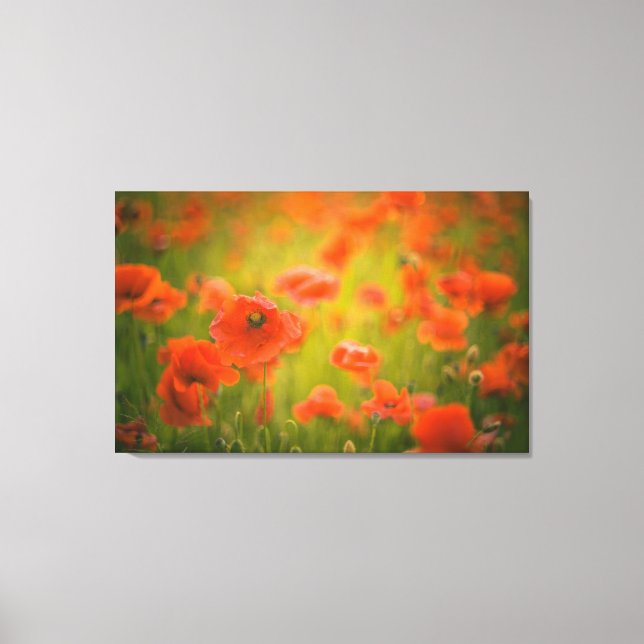 Poppies field canvas print (Front)