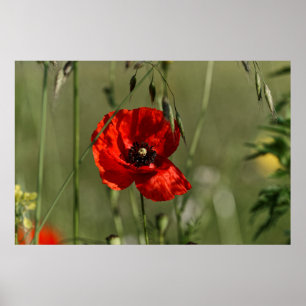 Poppies guard poster