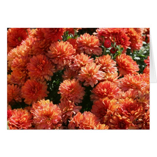 Poppies I (Front Horizontal)