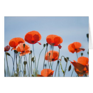 Poppies in a field in Nidd Cards