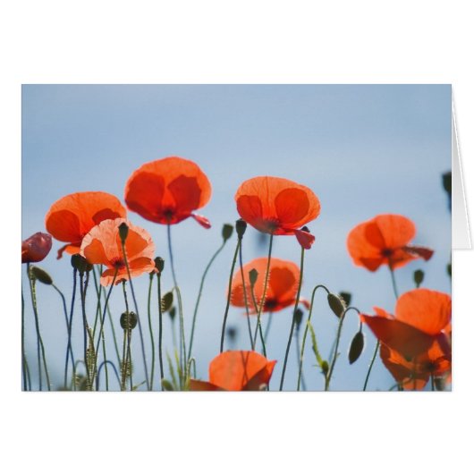 Poppies in a field in Nidd Cards (Front Horizontal)
