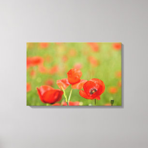 Poppies in a poppy field canvas