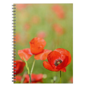 Poppies in a poppy field notebook