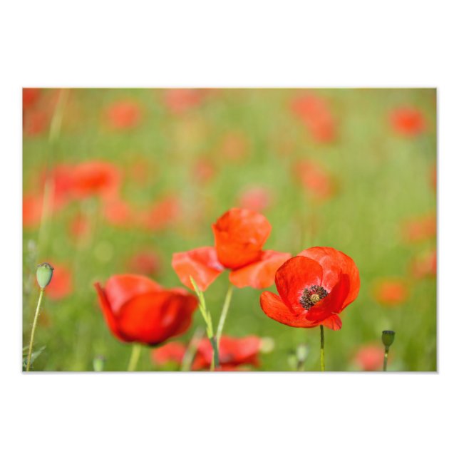 Poppies in a poppy field photo print (Front)