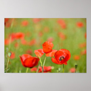 Poppies in a poppy field poster