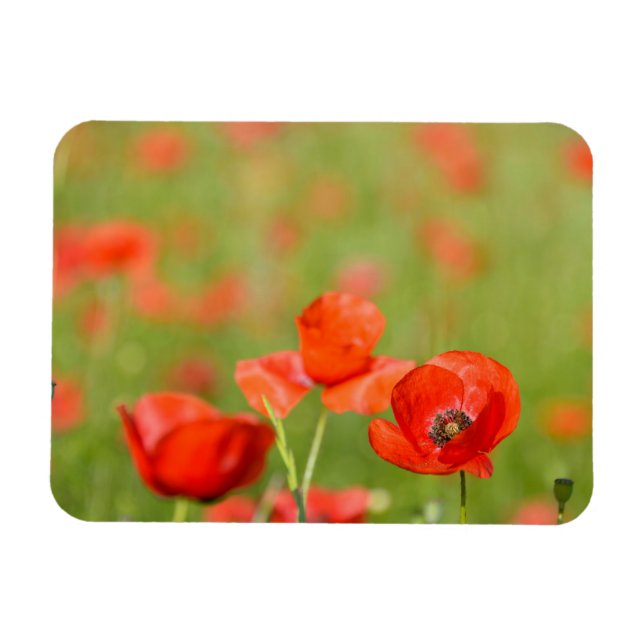 Poppies in a poppy field rectangular magnet (Horizontal)