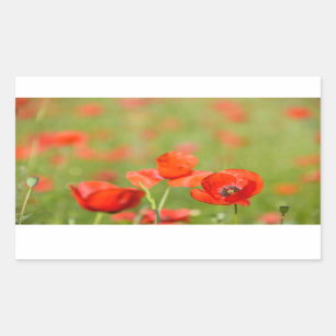 Poppies in a poppy field rectangular sticker