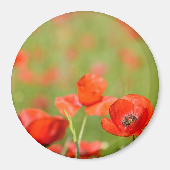 Poppies in a poppy field round magnet (Front)