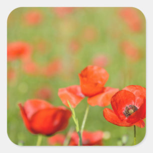 Poppies in a poppy field sticker