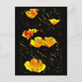 Poppies in a Row Postcard